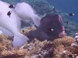 Bumphead Wrasse Stock Footage