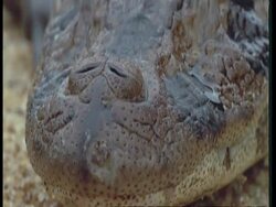 BCU Tilt up from nostrils to eyes of Spectacled Caiman, Caiman crocodilus, South America Stock Footage