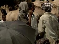 Ethiopian camel market Stock Footage