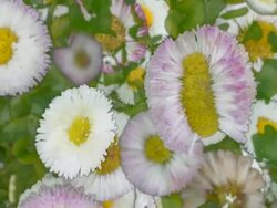 DAISIED : close-up, black background (TRANSITION) Stock Footage