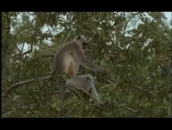 Langur Monkey (Semnopithecus sp.) in tree eating small fruit, moves off, Nagarahole National Park, India Stock Footage