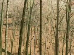 MS PAN Shot of autumnal German mix forest / Dresden, Saxony, Germany  Stock Footage