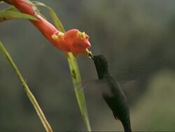 CU Humming bird feeding from epiphyte flower, then flies off, Costa Rica Stock Footage