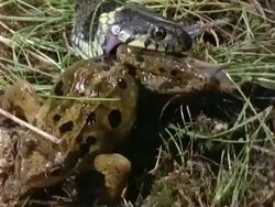 Grass Snake eats frog Stock Footage