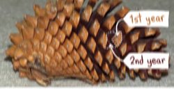 This Is Not A Pine Tree Instructional Video