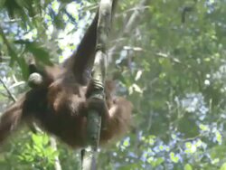 MS Orang utan mother and juvenile in tree / Bukit Lawang, North Sumatra, Indonesia Stock Footage