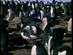 WA pair of Adelie Penguins, Pygoscelis adeliae, mating amongst group, Antarctica Stock Footage