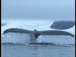 MS large Humpback Whale, Megaptera novaeangliae, tail rising out of water, Antarctica Stock Footage
