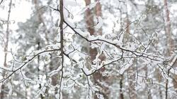 Trees covered with snow. Forest in winter. Stock Footage