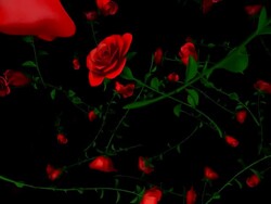 (Loop) Falling Roses Stock Footage