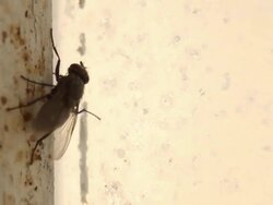 Fly walking on dirty window - copy space Stock Footage