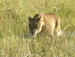 MS TS Collared lioness walking through floodplain water / Okavango Delta, North West District, Botswana Stock Footage