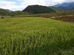 terraced rice field in Tule Village Stock Footage