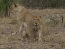 MS PAN Lions lying  panting, walking and sleeping in grass / Tanzania Stock Footage