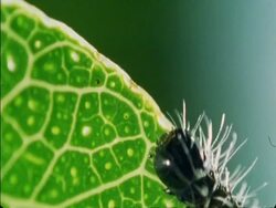 BCU single caterpillar crawling on side of leaf searching, Botswana, Africa Stock Footage