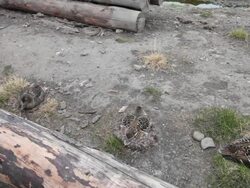 An extreme close-up of nesting Common Eiders (Somateria mollissima) near Arctic Bay, Longyearbyen, Svalbard archipelago Stock Footage