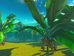 Banana plants Stock Footage