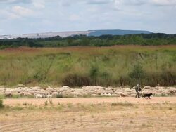 Shepherd with a flock of sheep and goats Stock Footage