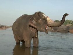 WS Painted elephant standing in the Tungabhadra river/ Hampi, Karnataka, India Stock Footage