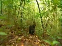 MS 2 Young Chimpanzees running through woodland, 1 turns and looks to camera, CU of chimp as it walks to camera Stock Footage