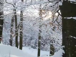 HD DOLLY: Winter Forest Stock Footage