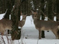 MS Two Ezo sika deers in snow / Kushiro, Japan Stock Footage