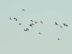 Flock of Wood Ducks fly across blue sky. Stock Footage