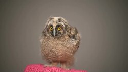 owlet on a gray background Stock Footage