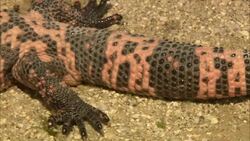 A Gila monster rests on sandy ground. Stock Footage