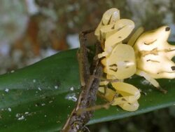 Flower-mimicking crab spider Epicadus heterogaster (family Thomisidae) Stock Footage