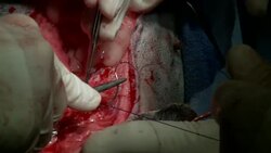 Boxer dog incision is sutured after surgery Stock Footage