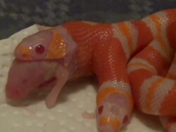 Rare two-headed snake eats first meal Stock Footage
