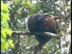 Red-fronted Brown Lemur Eulemur fulvus rufus Ranomafana National Park Stock Footage