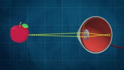 Why Don't Other Animals Wear Glasses? Instructional Video