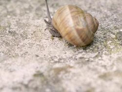 Snail slowly crawling Stock Footage