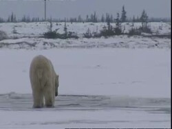 Polar bears (Ursus maritimus), one in hole Stock Footage
