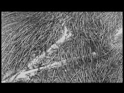 Thirty years after the eruption of Mount St. Helens killed 57 people and flattened 230 square miles of forest, the devastated mountain remains an important center for volcano research and science. A video essay by the AP's Ted Warren. News Clip