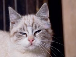 SLO MO Sleepy Kitten Stock Footage