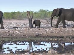 African Elephant Stock Footage