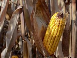 Golden Corncob Stock Footage