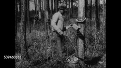 1937: TURPENTINE: Men in Southern pine forest tapping trees for resin, MS Man scrapping resin out of collector tin into bucket, thick.  US Depression.  Cleaning additive, pine scent, natural resources, high flammable. Instructional Video