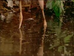 Purple Heron (Ardea purpurea) legs in water; creeping, Parque Natural Sierras de Cardena y Montoro, Andalusia, Southern Spain Stock Footage