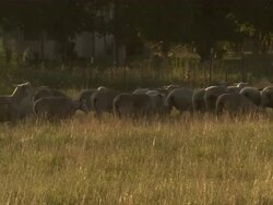 Long shot of sheep being herded into another area. Stock Footage