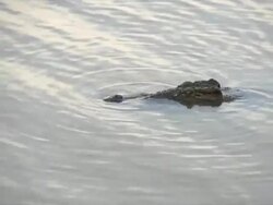 MS View of Nile Crocodile head just visible on water surface / Pilanesberg National Park, North West Province, South Africa Stock Footage