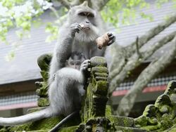 MS Macaque Monkey with baby is eating food in Pura Dalem Agung temple in Monkey Forest / Ubud, Bali, Indonesia Stock Footage