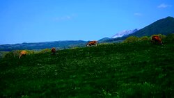 Five dairy cattle feeding green grasses in a farm Stock Footage
