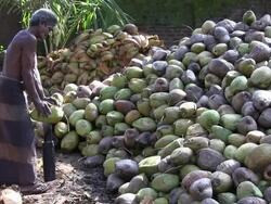 husking coconut sri lanka Stock Footage