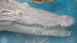 eye of crocodile ,albino Stock Footage