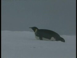 MS Emperor Penguin, Aptenodytes forsteri, sliding across ice on belly, Antarctica Stock Footage