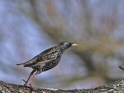 MS SLO MO Common starling (sturnus vulgaris) adults leaping on branch of tree / Vieux Pont, Normandy, France Stock Footage